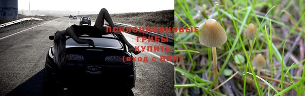шишки Белокуриха
