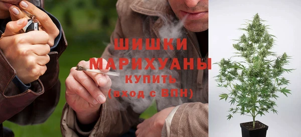 сатива Беломорск